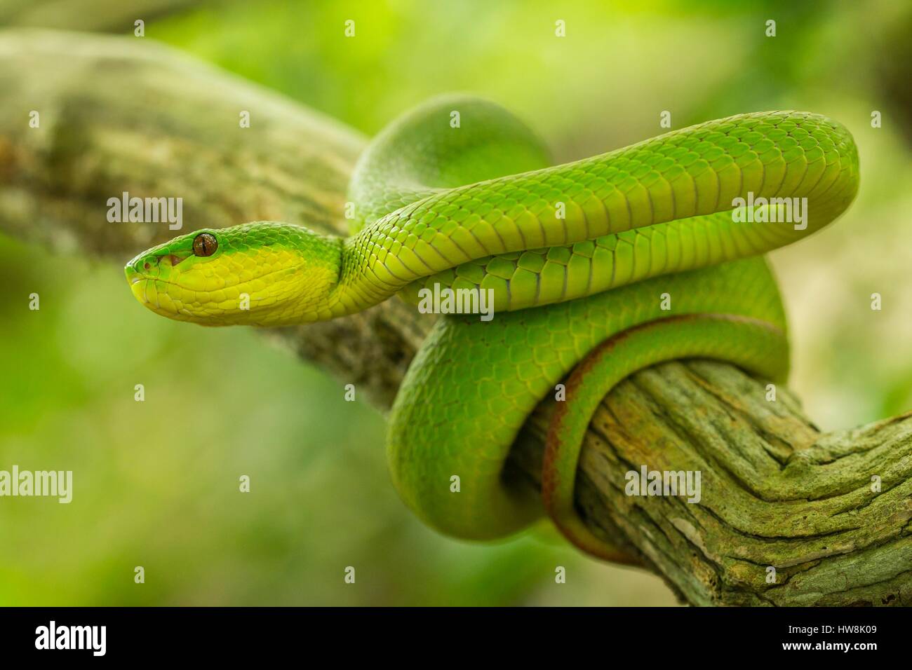 Indonesia, Nusa Tenggara Est, Isola di Komodo, Parco Nazionale di Komodo sono classificati come patrimonio mondiale dall'UNESCO, bianco-Isola a labbro rattlesnakes (Cryptelytrops insularis precedentemente Trimeresurus insularis) endemica di Lesser Sunda isola di Bali e West Java Foto Stock