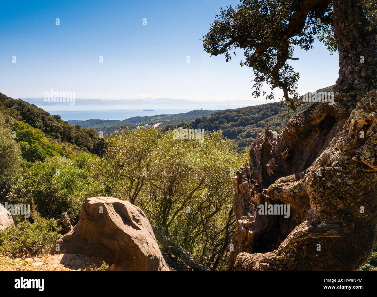 Il parco di natura Stretto di Gibilterra. Parque Natural de los Alcornocales, Tarifa la provincia di Cadiz Cadice, Andalusia Spagna Meridionale.Europe Foto Stock