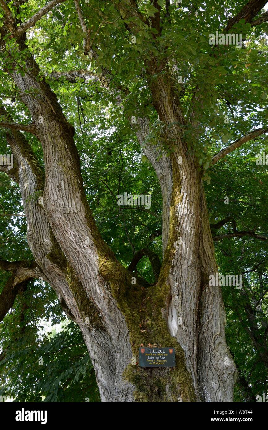 Francia, Haute Saône, Ray sur Saone, Castello, parco, lime tree di Rose de Ray datata 1609, Arbre Remarquable Foto Stock