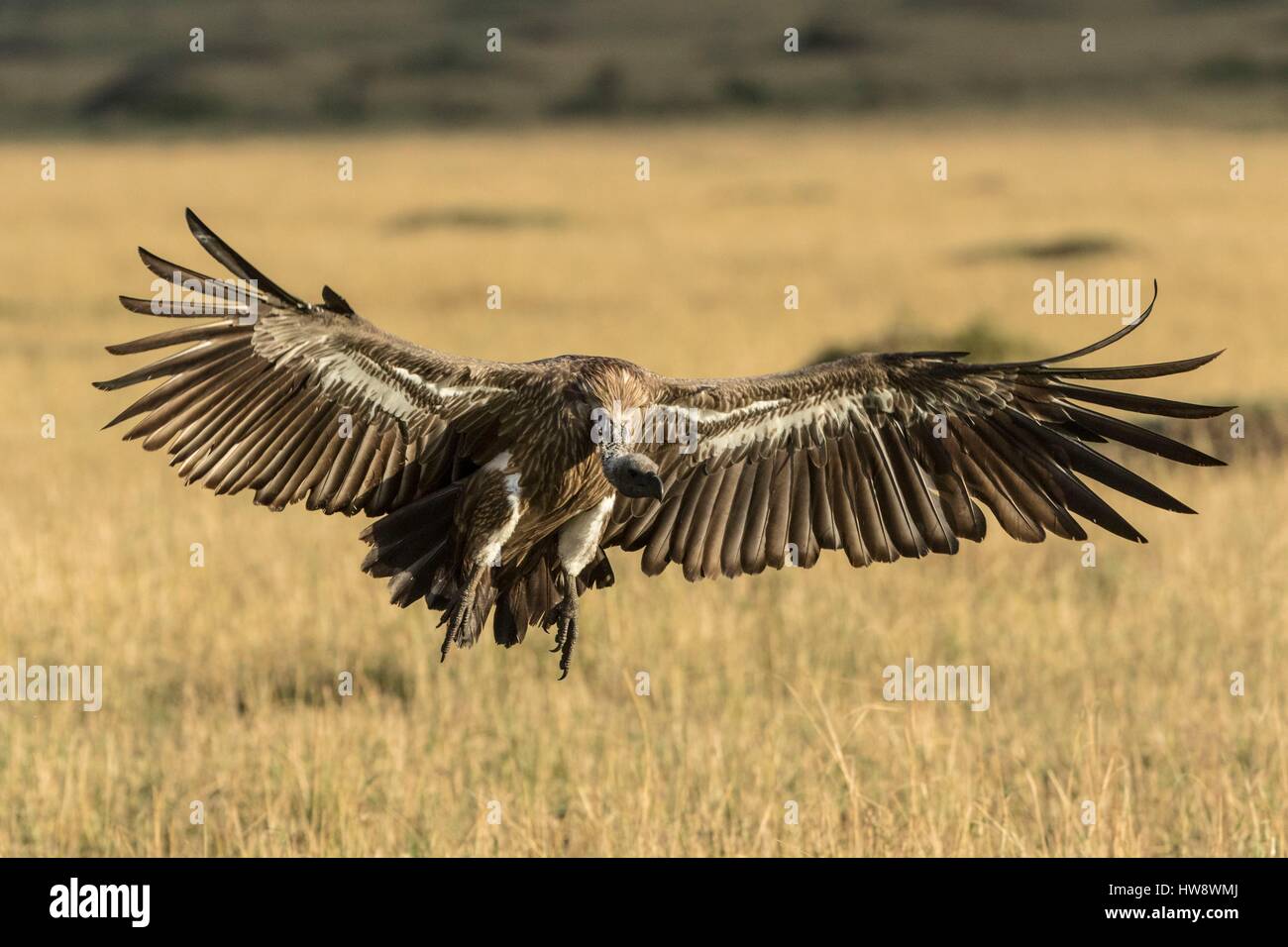 Kenya, Masai-Mara Game Reserve, Rueppell il grifone (Gyps rueppellii), di sbarco Foto Stock