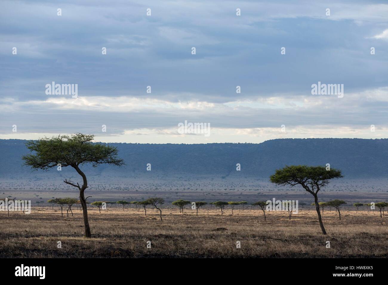 Kenya, Masai-Mara Game Reserve, la pianura nella stagione secca Foto Stock