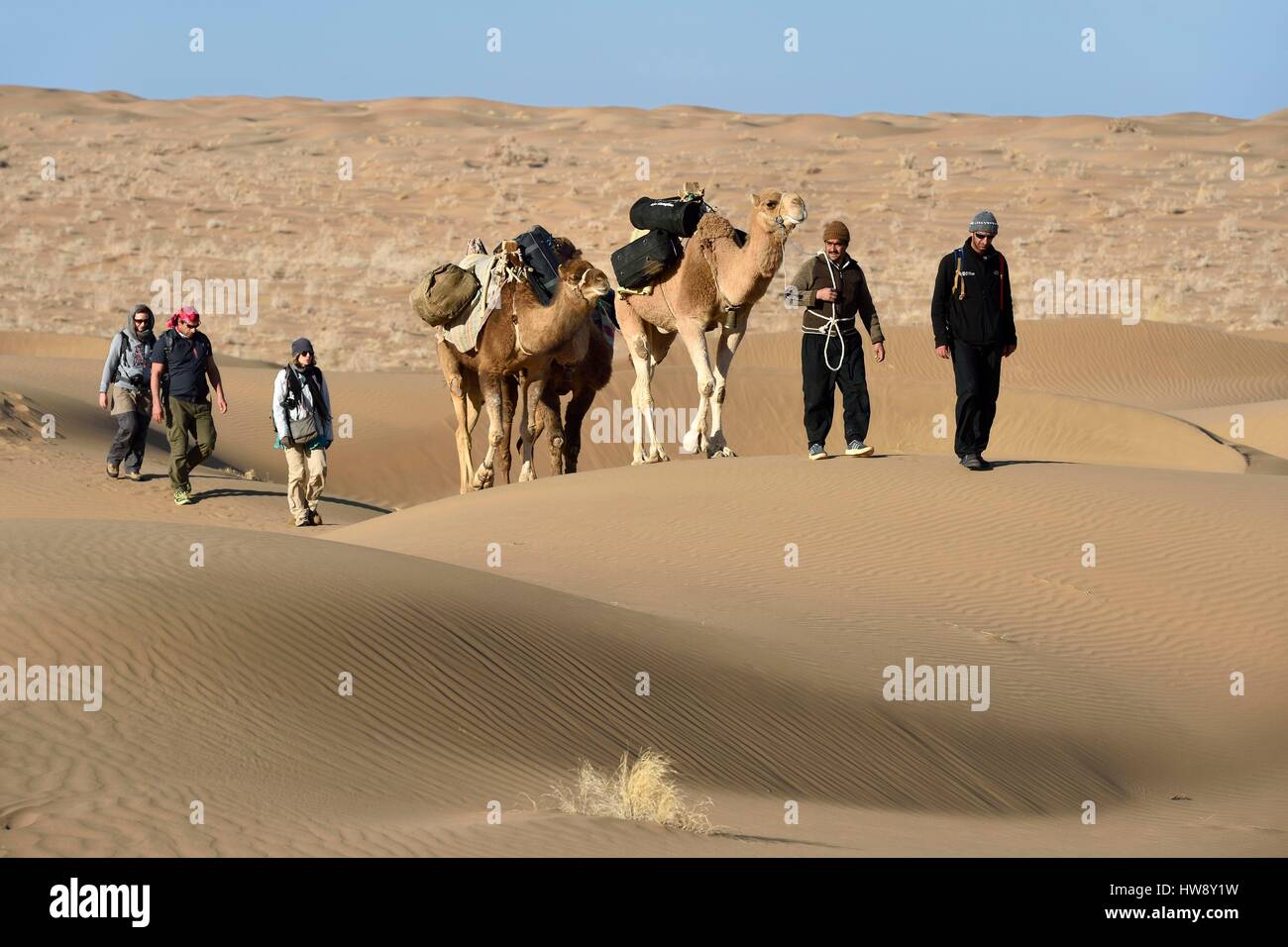 Iran, provincia di Isfahan, Dasht-e Kavir deserto, Mesr in Khur e Biabanak County, camel train nelle dune del luogo chiamato Kuh-e Sefid in un cammello trek Foto Stock