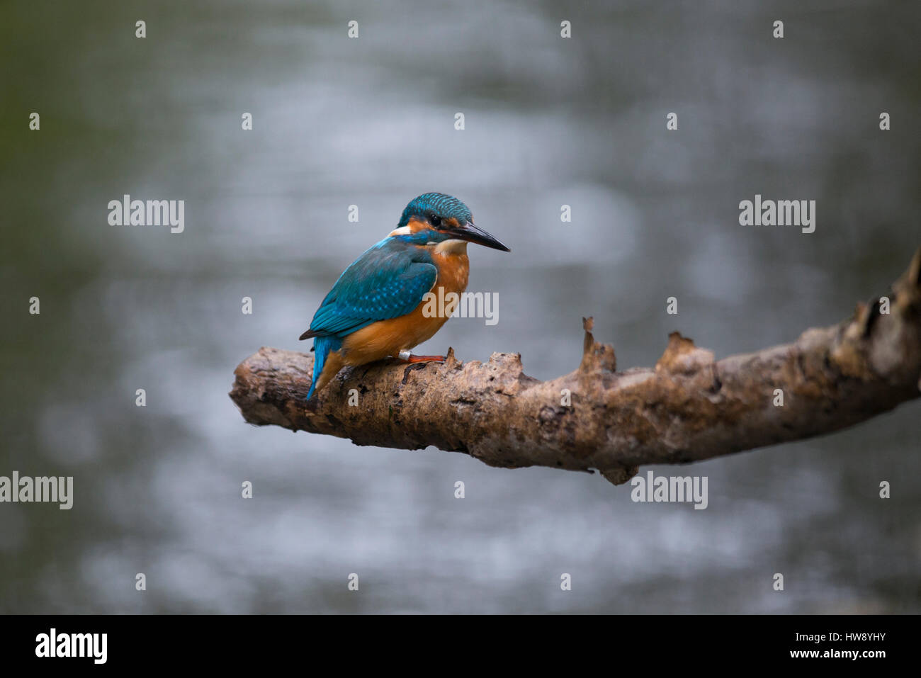 Kingfisher ( Alcedo atthis) su fishingtour nel fiume Nybroån Foto Stock