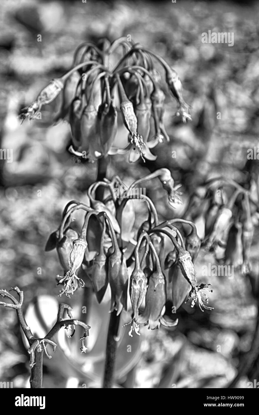 La sfocatura in Sud Africa close up rosso arancione fiore di cactus e giardino Foto Stock