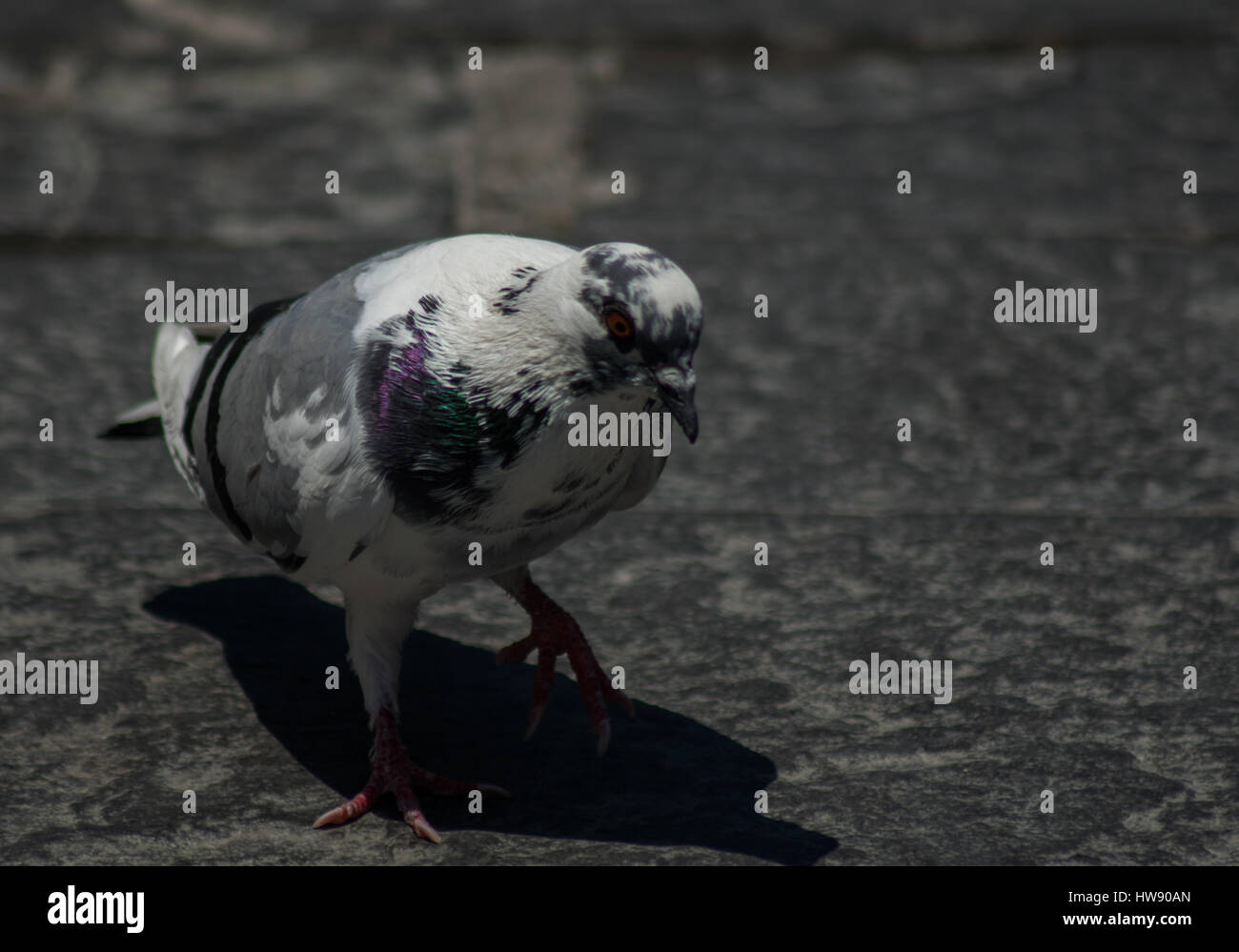Pigeon grigio sullo sfondo grigio Foto Stock