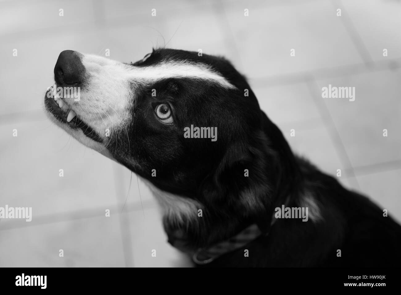 Arrabbiato Border Collie cane, ringhiando e mostrando i denti Foto Stock