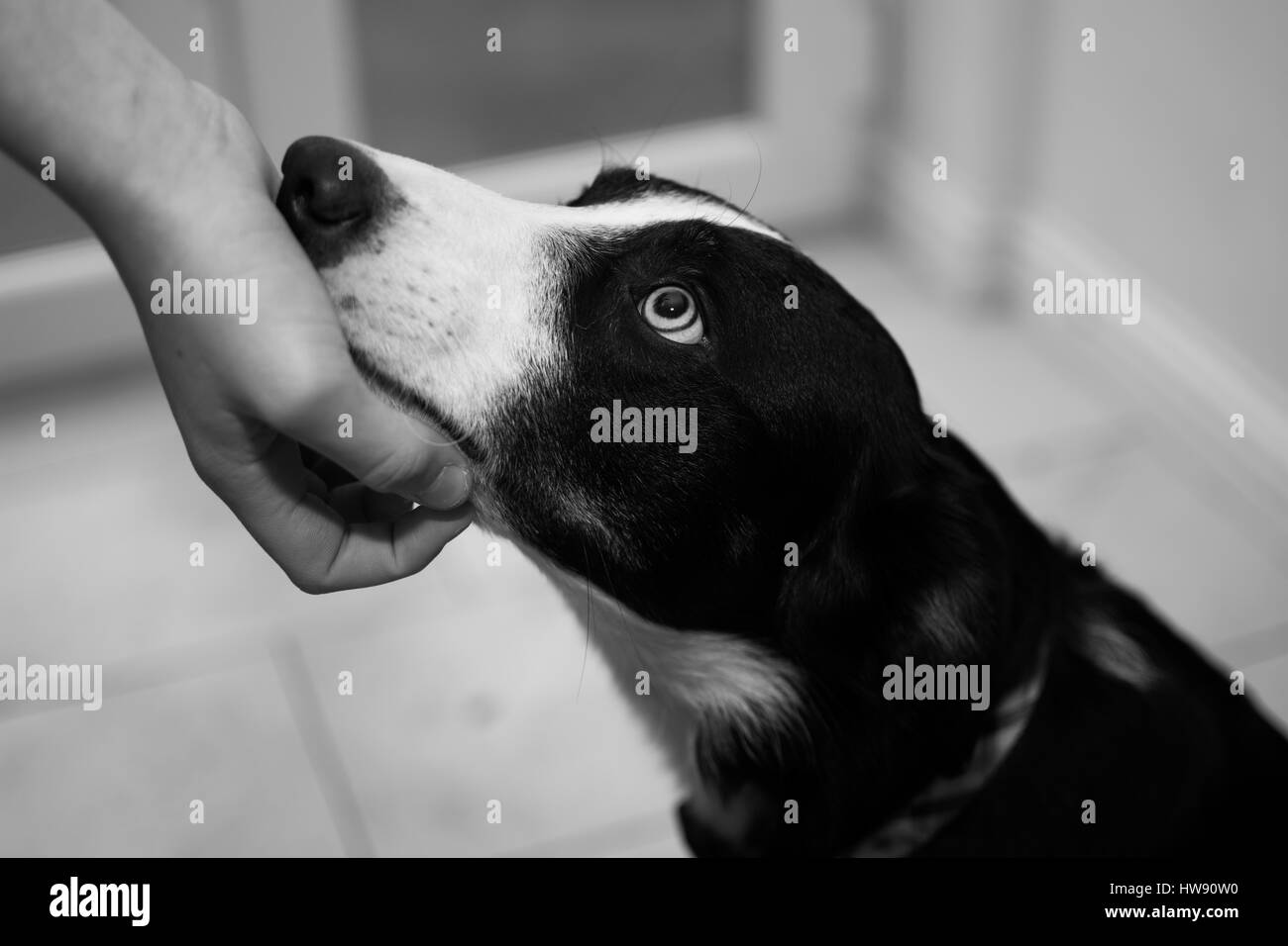 Border Collie cane in posizione di fine corsa Foto Stock