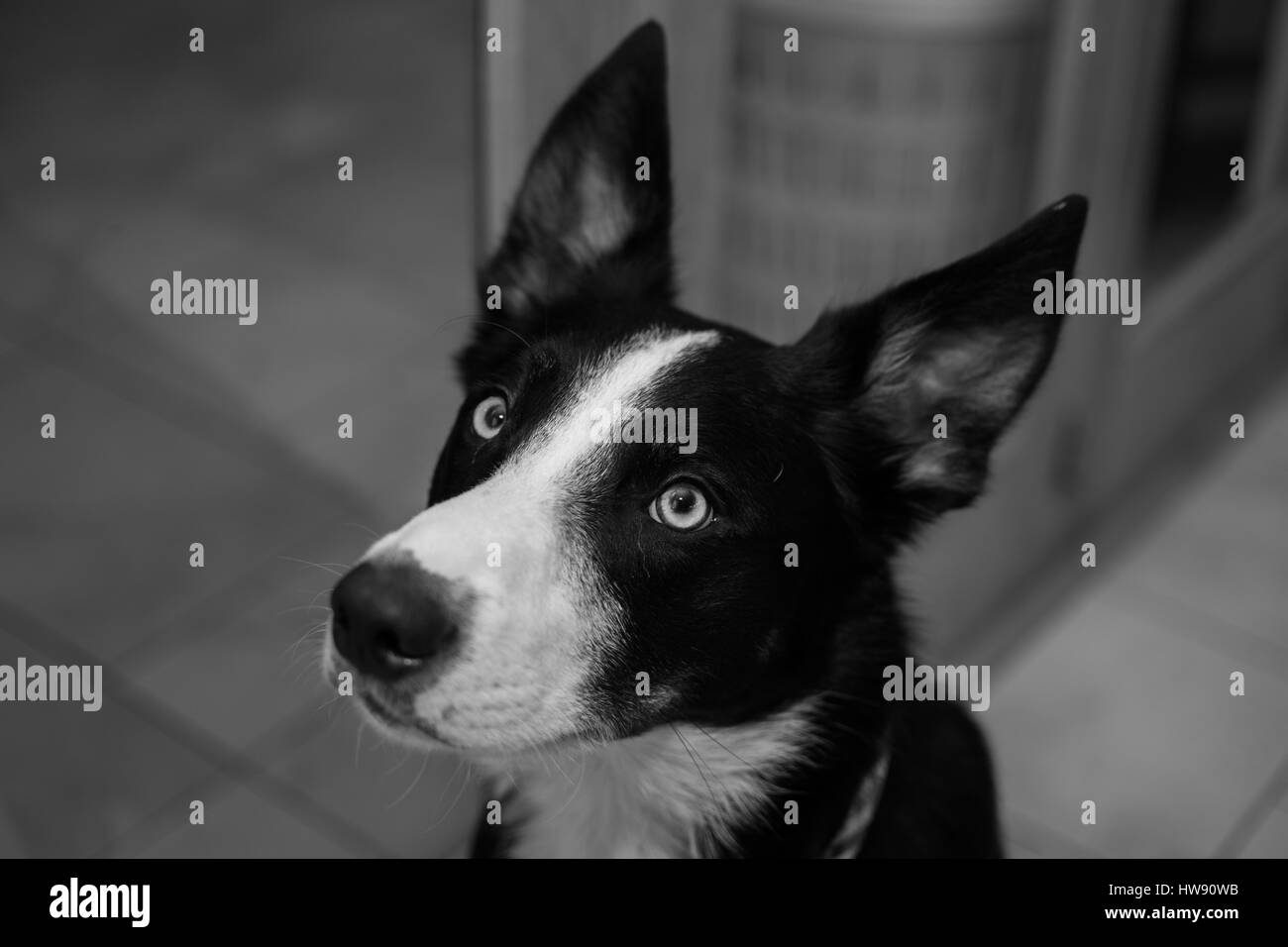 Curioso Border Collie cane, orecchie e ascolto Foto Stock