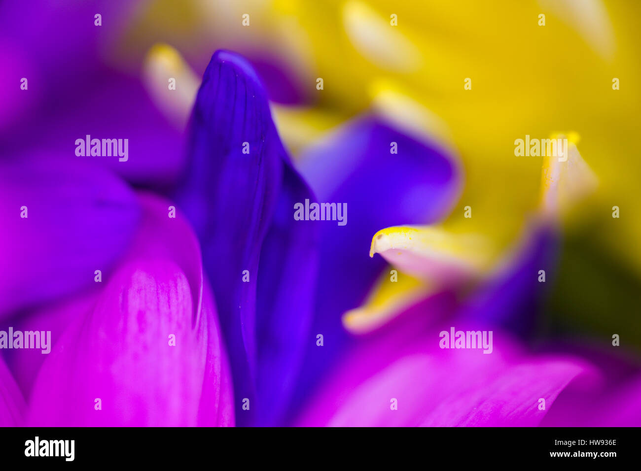 Approfondimento di luminoso colorato fiori colorati Foto Stock