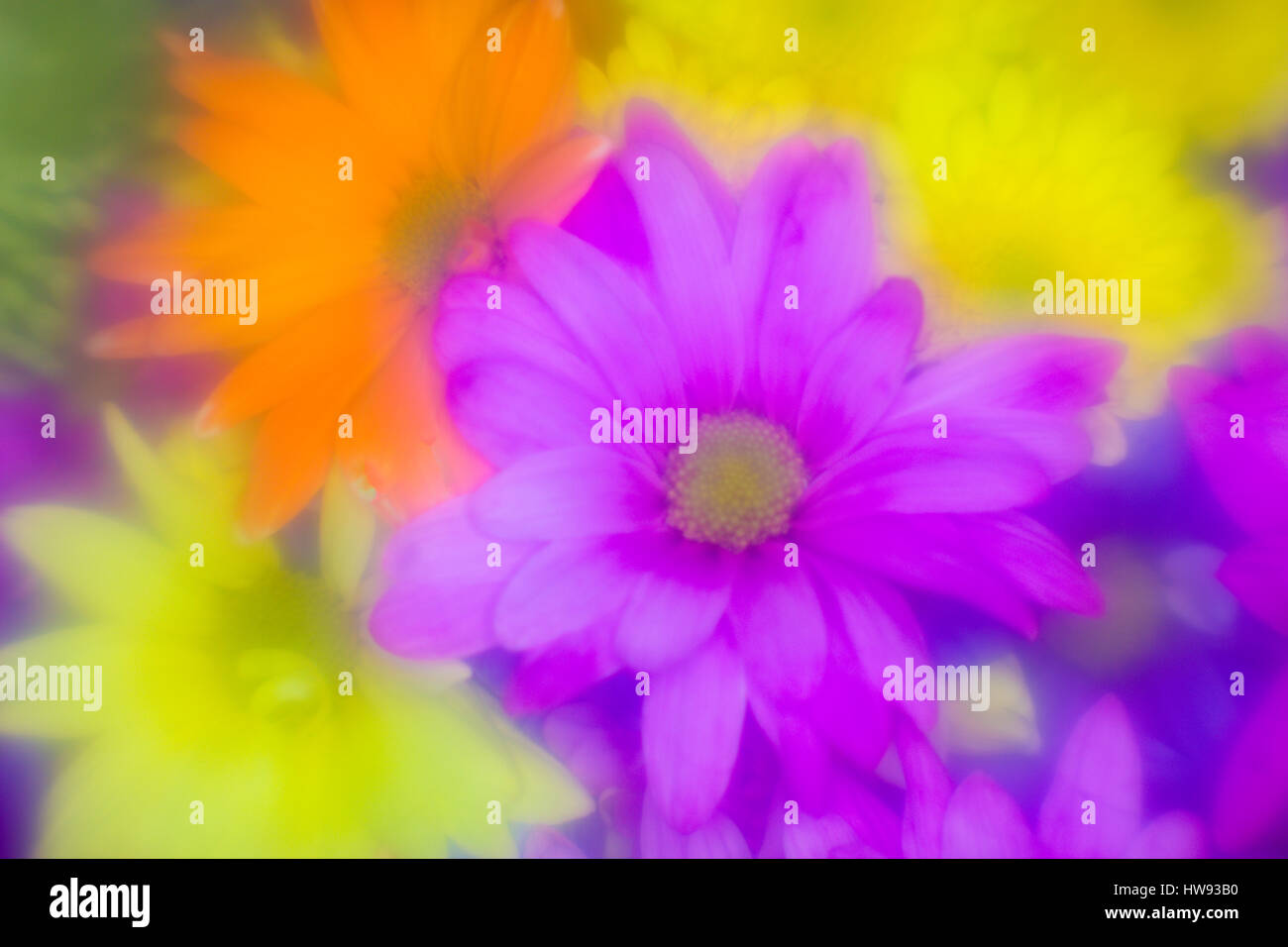 Approfondimento di luminoso colorato fiori colorati Foto Stock
