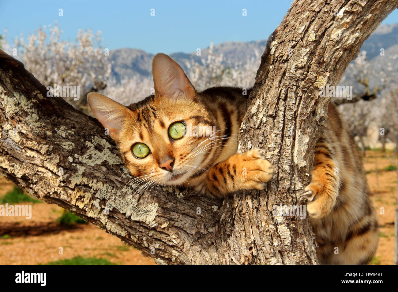 Il gatto domestico, il Bengala, aggrappato un albero, la molla, la fioritura dei mandorli Foto Stock
