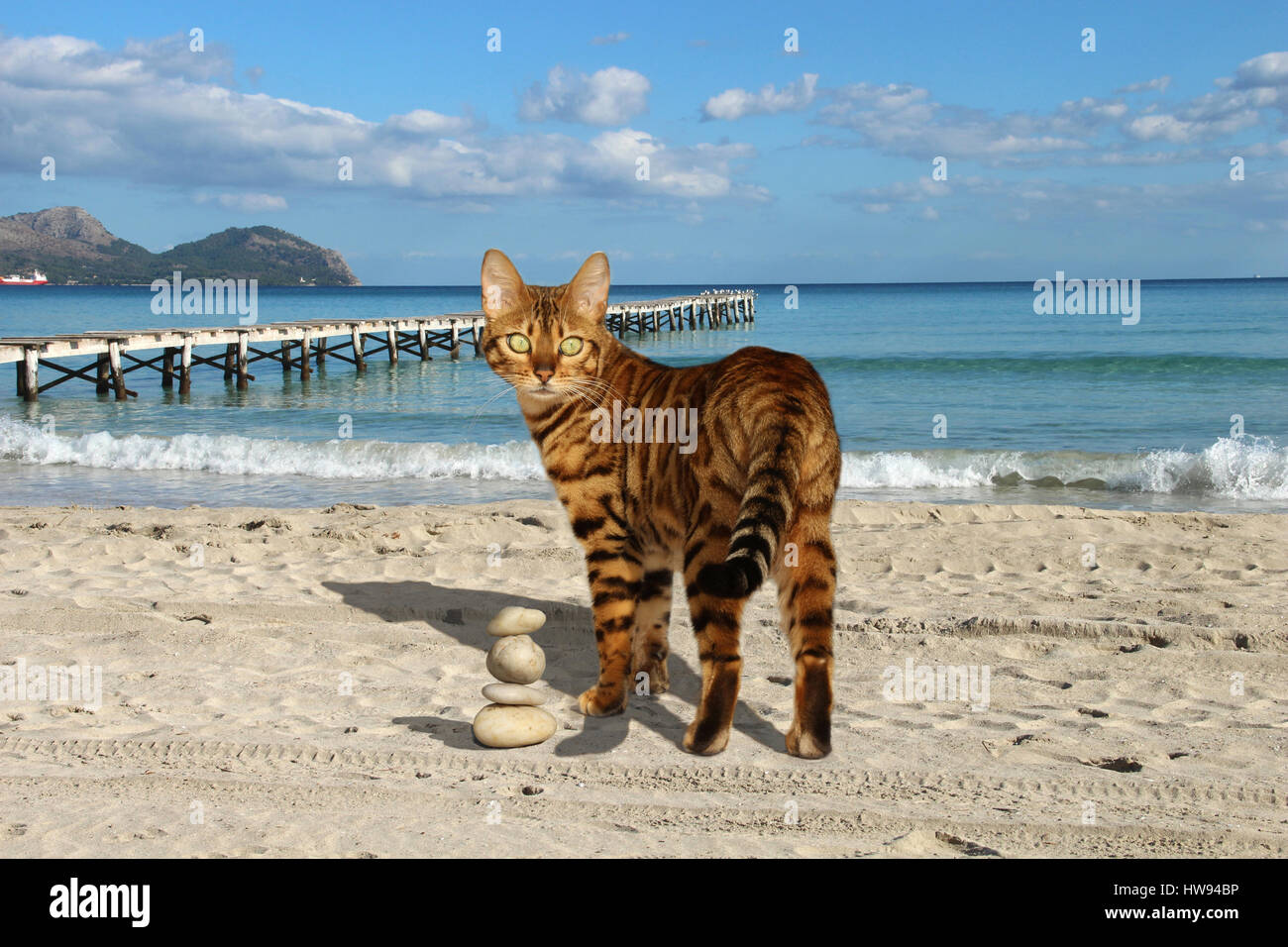 Il gatto domestico, il Bengala, in piedi nella sabbia dal mare davanti a una passerella in legno Foto Stock