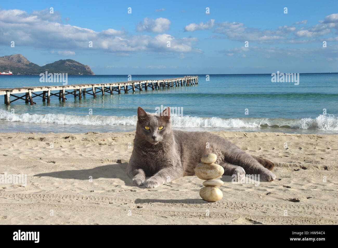 Il gatto domestico, blu, è disteso nella sabbia di mare in frontof una passerella in legno Foto Stock