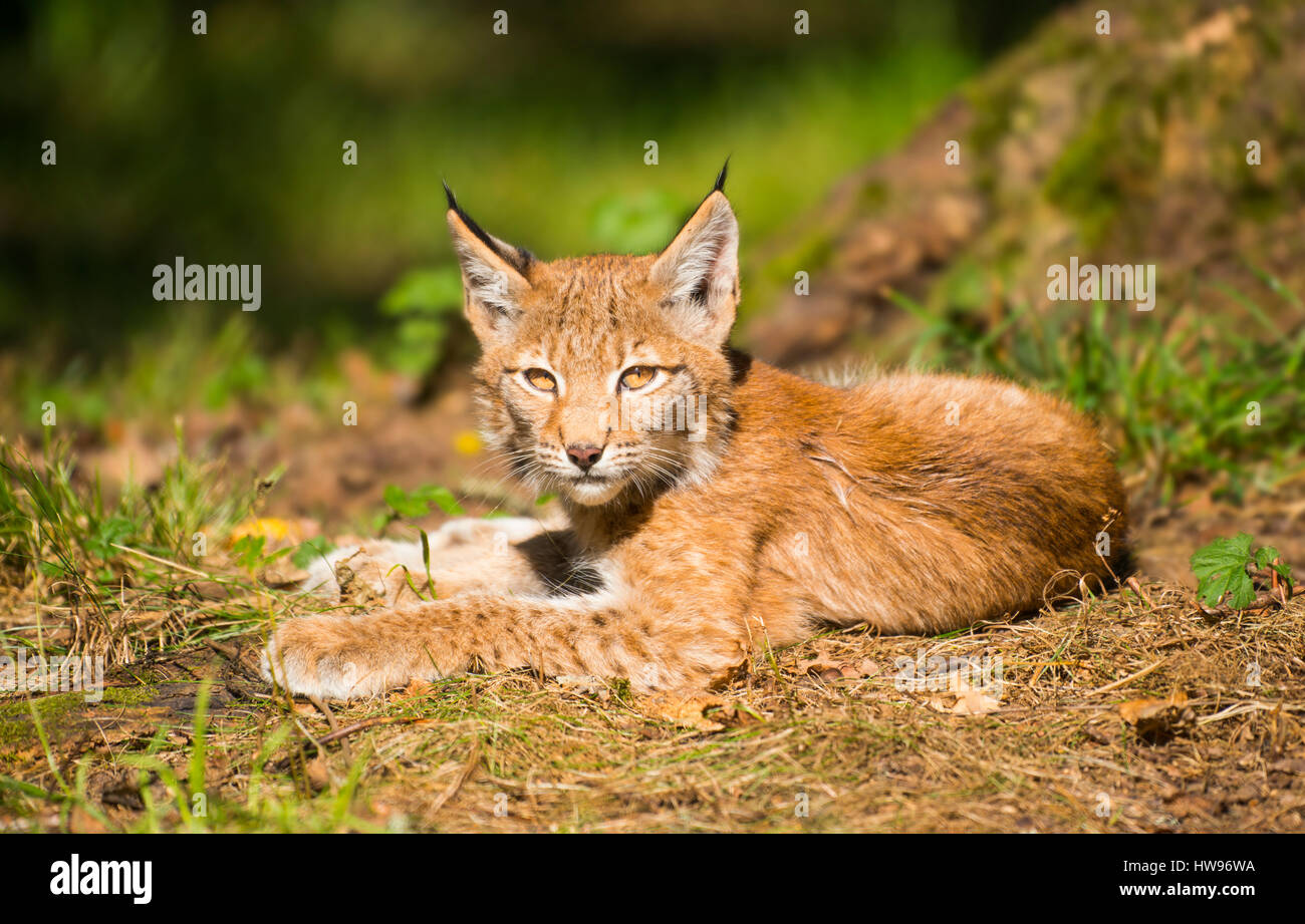 Lince euroasiatica, settentrionale (Lynx Lynx lynx), Bambino giacente sul suolo della foresta, captive, Baviera, Germania Foto Stock