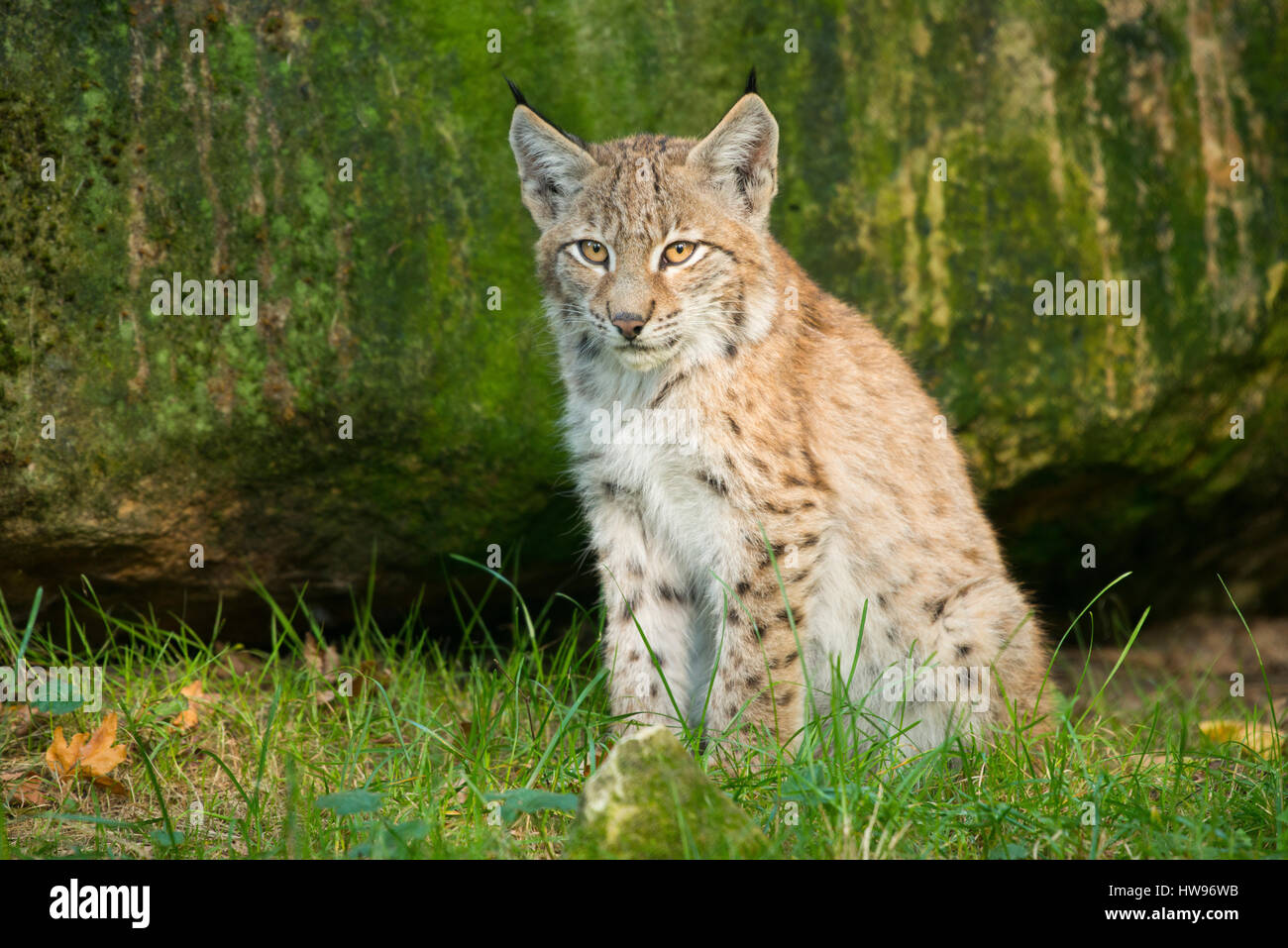 Lince euroasiatica, settentrionale (Lynx Lynx lynx), bambino seduto sul pavimento della foresta, captive, Baviera, Germania Foto Stock