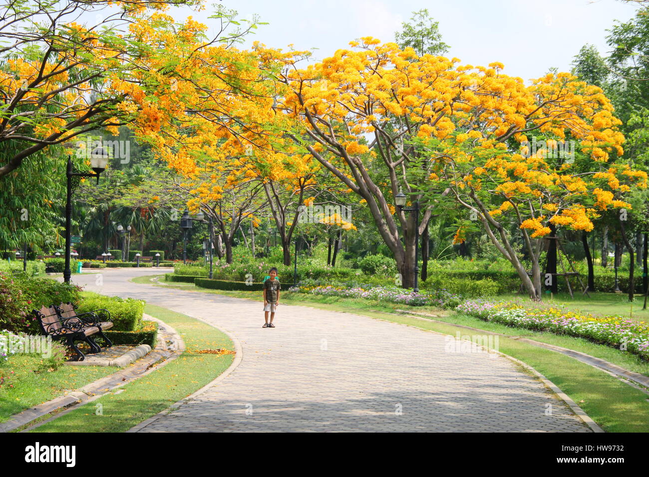 Fiamma gialla alberi in Queen Sirikit Park, Chatuchak, Bangkok, Thailandia Foto Stock