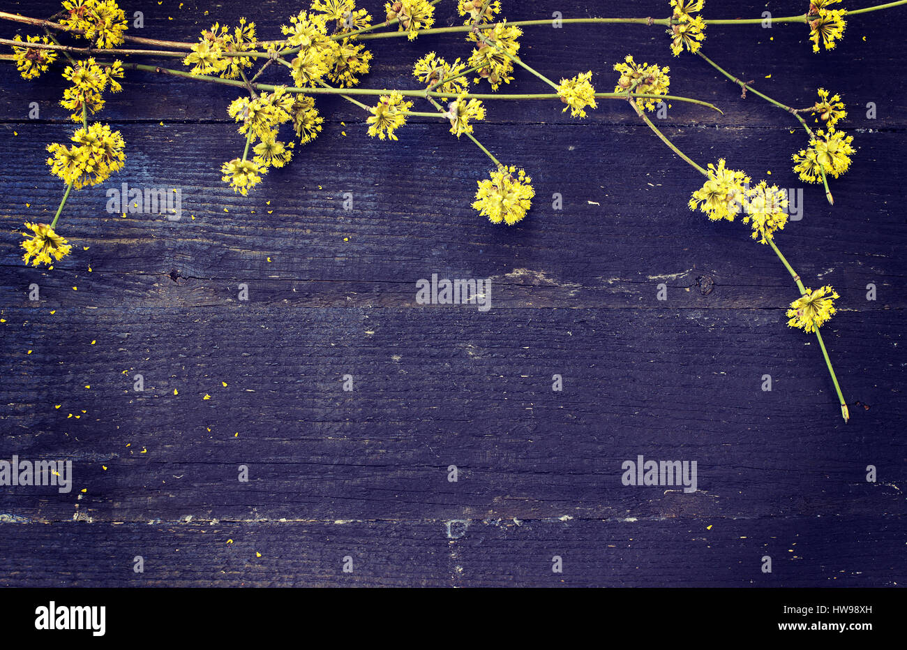 Rami fioriti su una vecchia tavola di legno. Effetto tonificante Foto Stock