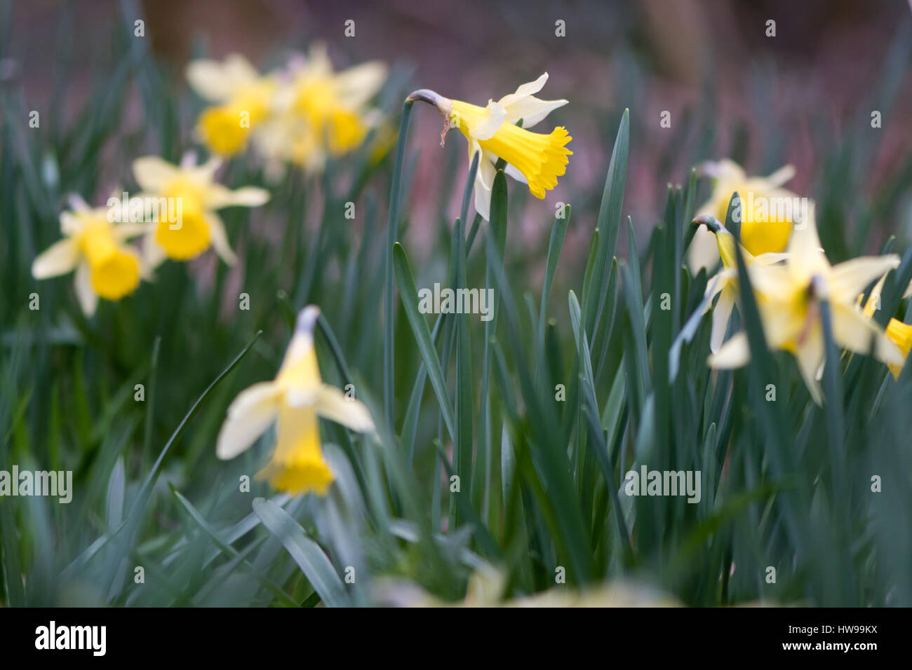Fioritura di narcisi selvatici (Narcissus pseudonarcissus pseudonarcissus). Daffodil nativo, aka quaresima il giglio in fiore in Oyster bosco ceduo, REGNO UNITO Foto Stock