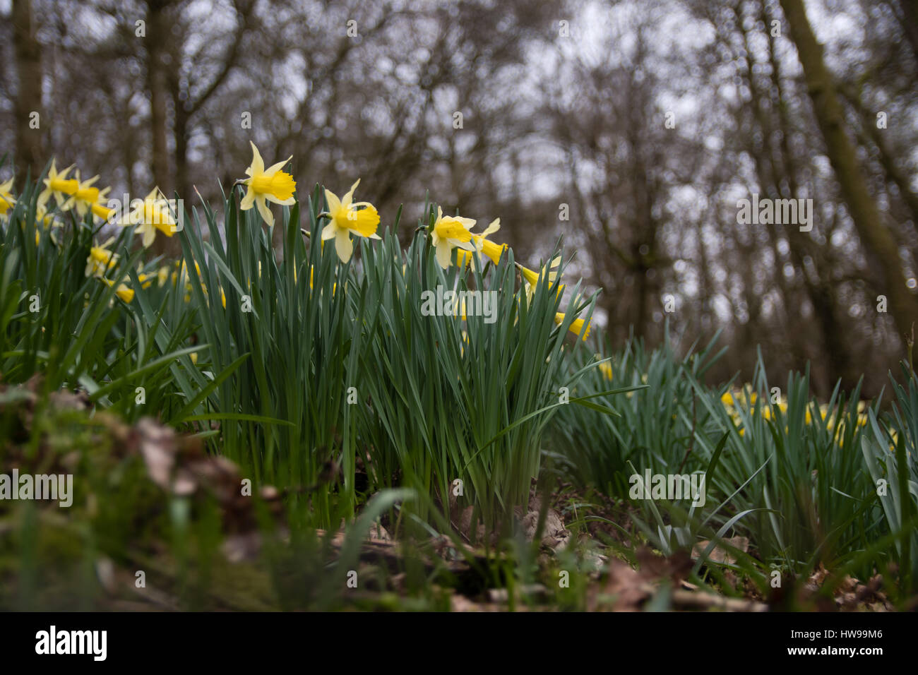 Fioritura di narcisi selvatici (Narcissus pseudonarcissus pseudonarcissus). Daffodil nativo, aka quaresima il giglio in fiore in Oyster bosco ceduo, REGNO UNITO Foto Stock