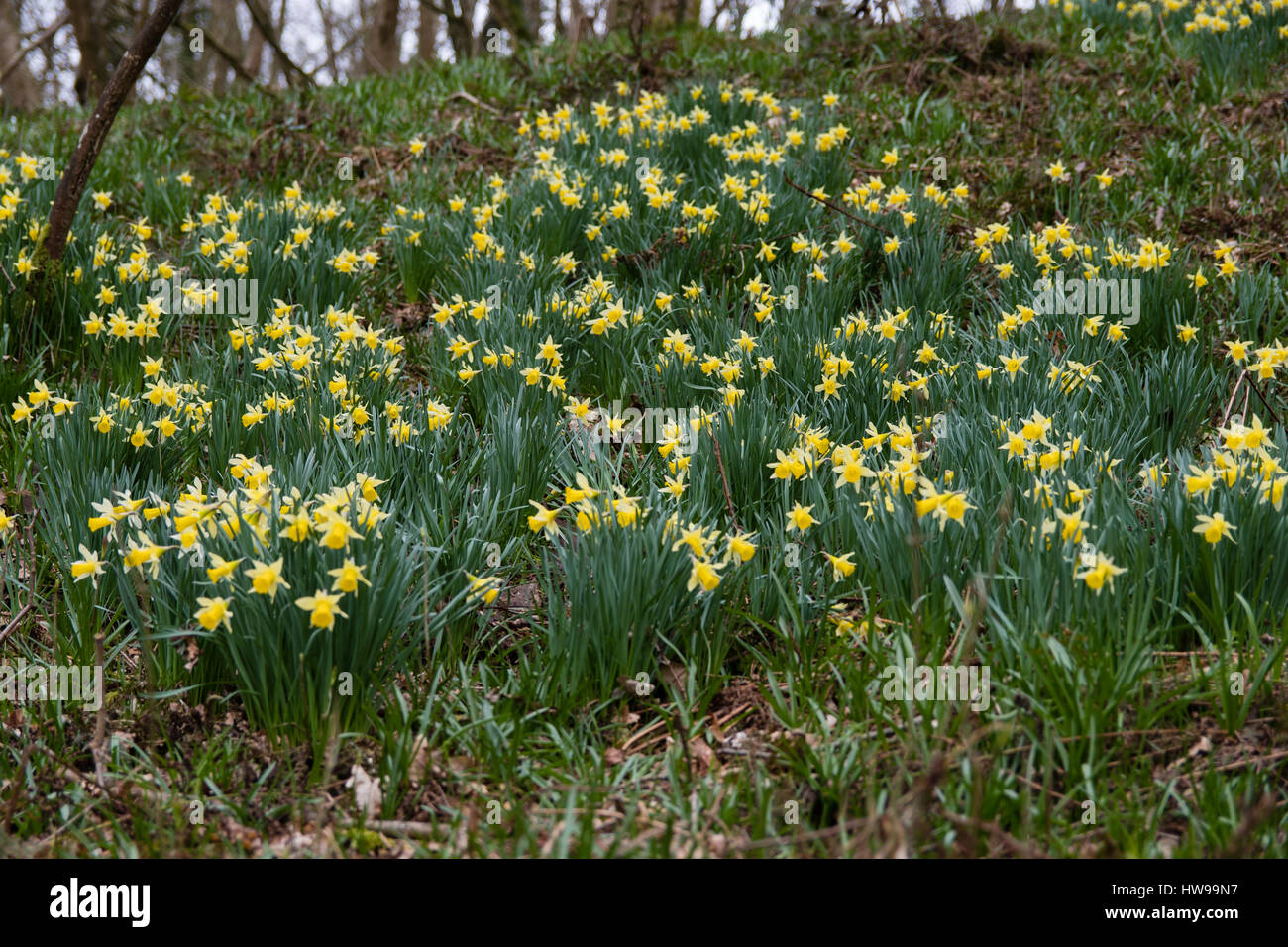 Massa di narcisi selvatici (Narcissus pseudonarcissus pseudonarcissus). Daffodil nativo, aka quaresima il giglio in fiore in Oyster bosco ceduo, REGNO UNITO Foto Stock