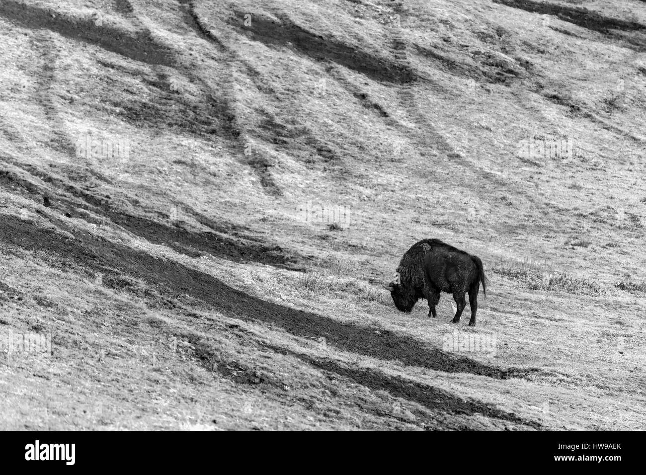 Bison, animale nel Parque de la Naturaleza de Cabarceno, Cantabria, Spagna, Europa. Foto Stock