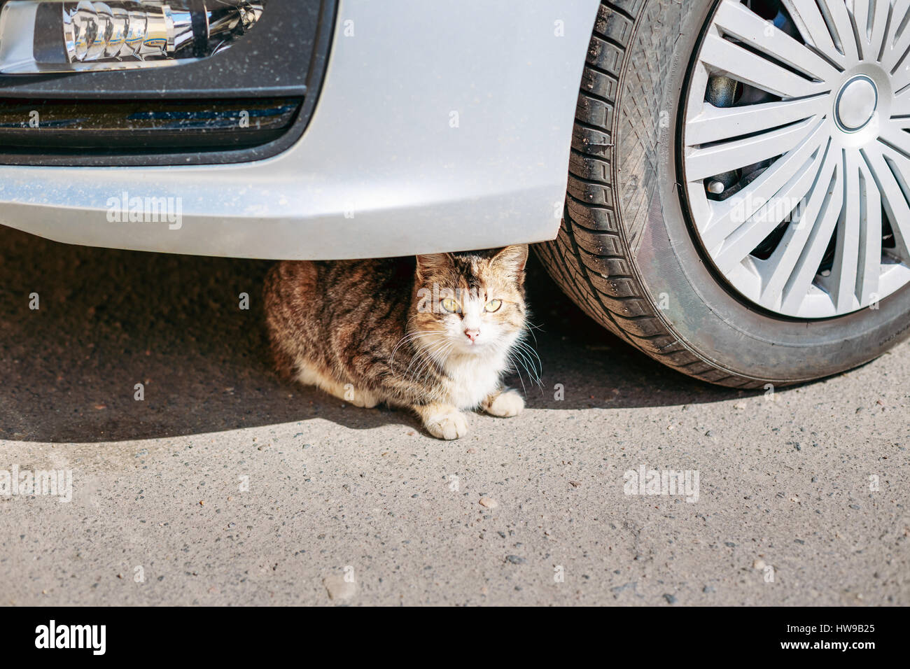 Cat siede pericolosamente sotto il volante della vettura. A causa del calore nella città di molti gatti che si nasconde sotto un auto in ombra ed esporsi al rischio di essere C Foto Stock