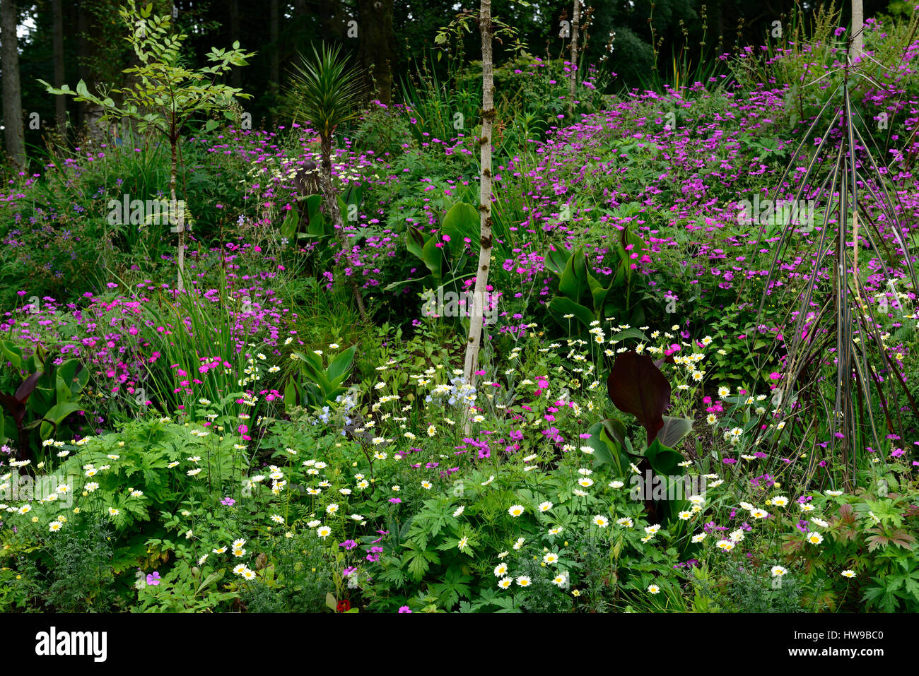 Pseudopanax crassifolius, Aralia echinocaulis, underplanted, Geranio Monte Venere, Caccia Brook giardini, giardino, Jimi Blake, Plantsman, Co Wicklow, Foto Stock