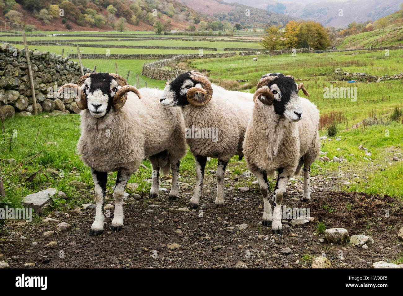 Swaledale pecore in Cumbria Foto Stock