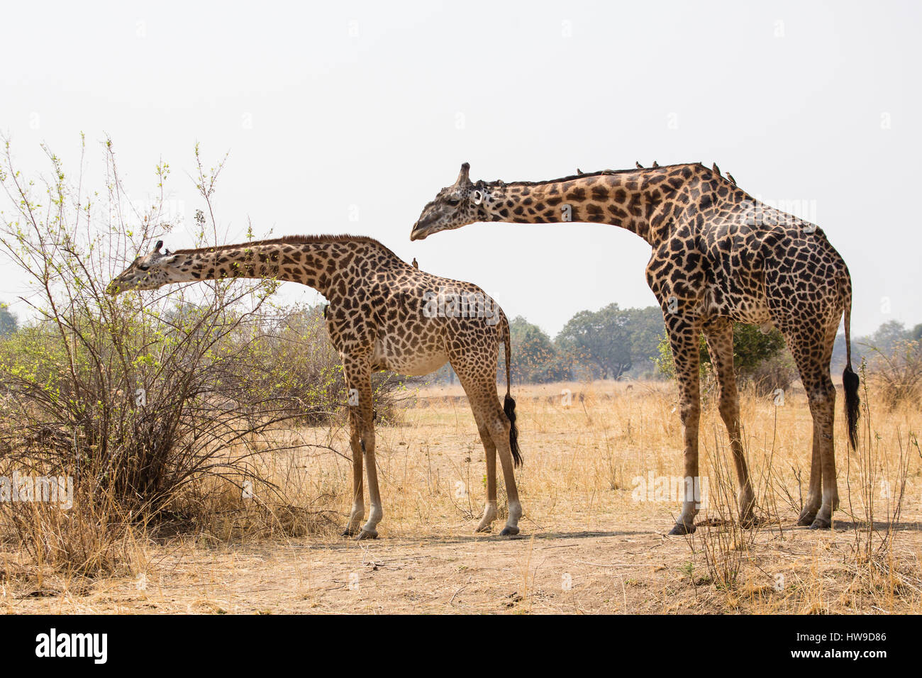 Una coppia di giraffe, maschio e femmina Foto Stock