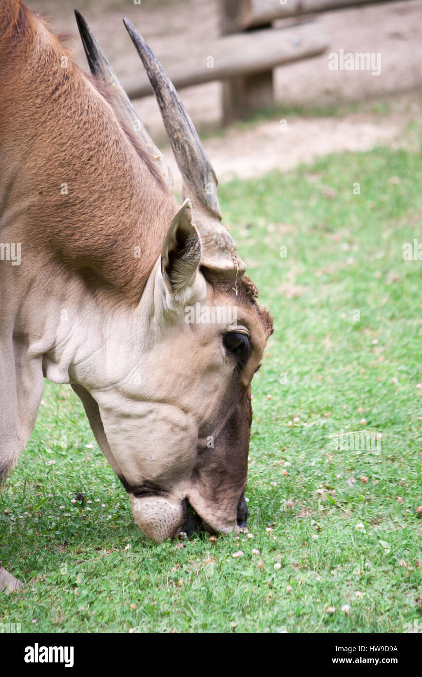 Close-up di un Collon Eland Foto Stock