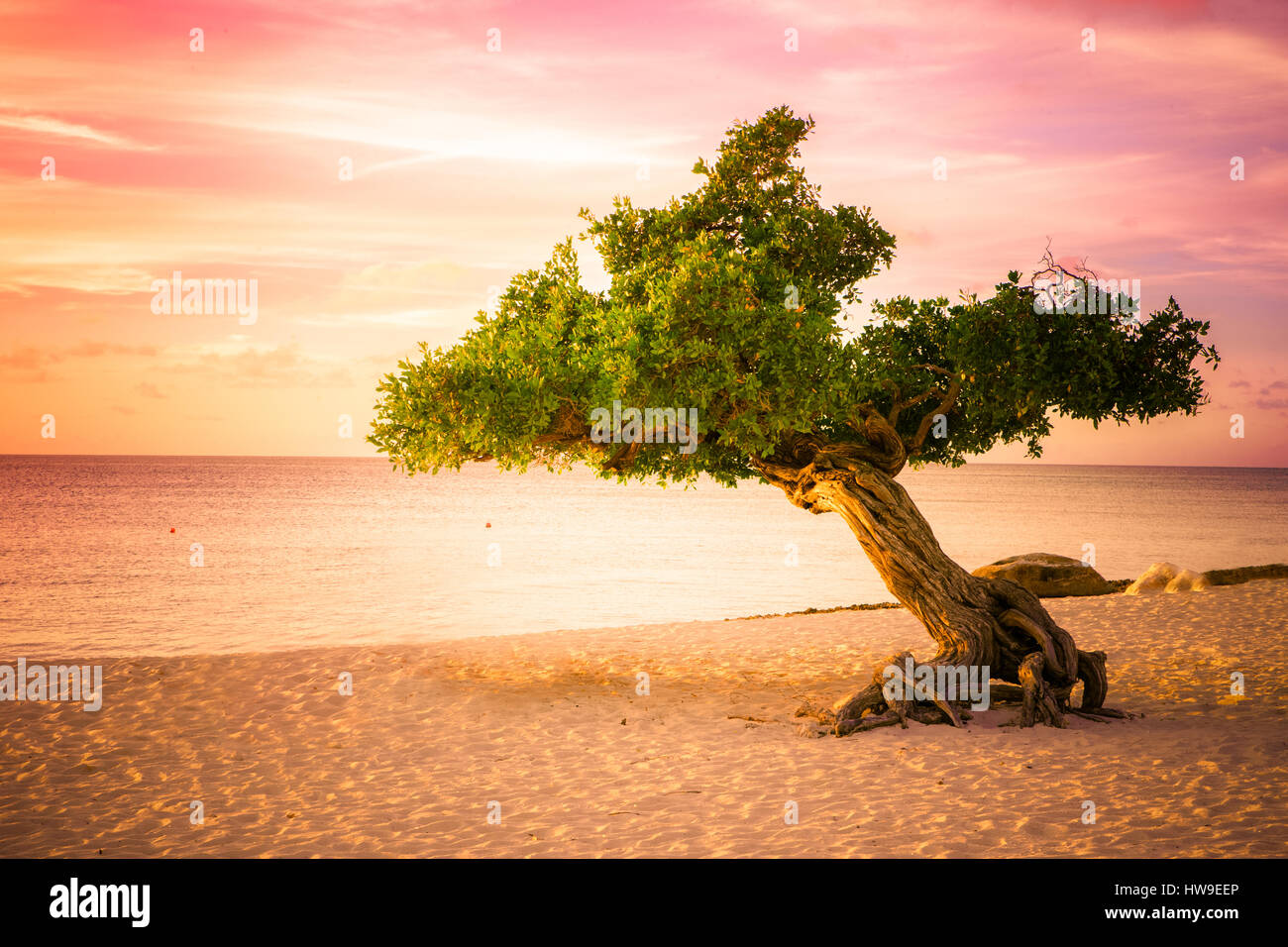 Bella divi divi tree al tramonto sulla spiaggia di Aruba Foto Stock