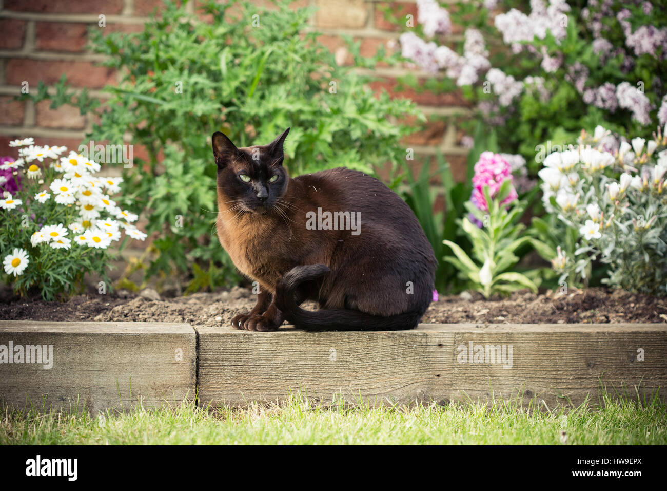 Gatto birmano all'aperto in giardino Foto Stock