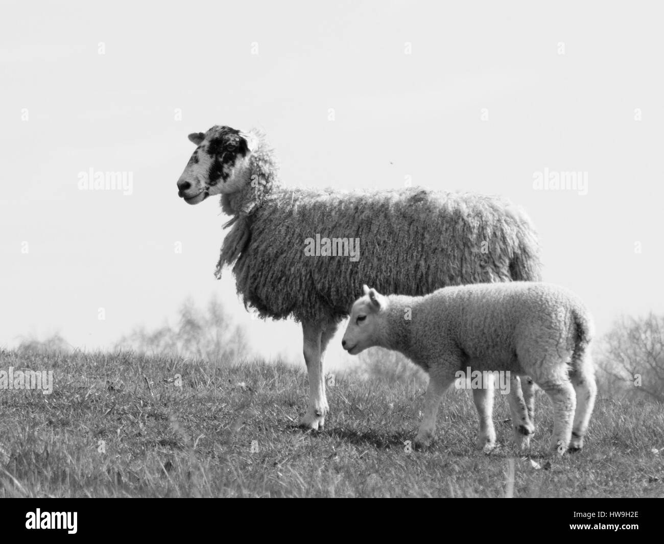 Un po' di agnello e di sua madre su un campo di fattoria Foto Stock