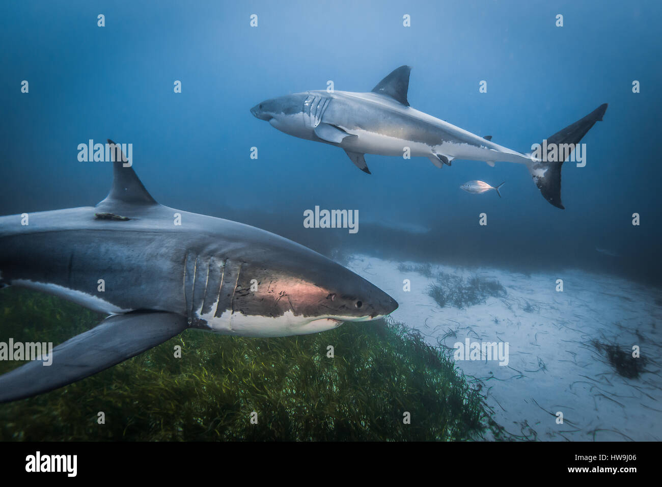 Il grande squalo bianco (Carcharodon carcharias) Foto Stock