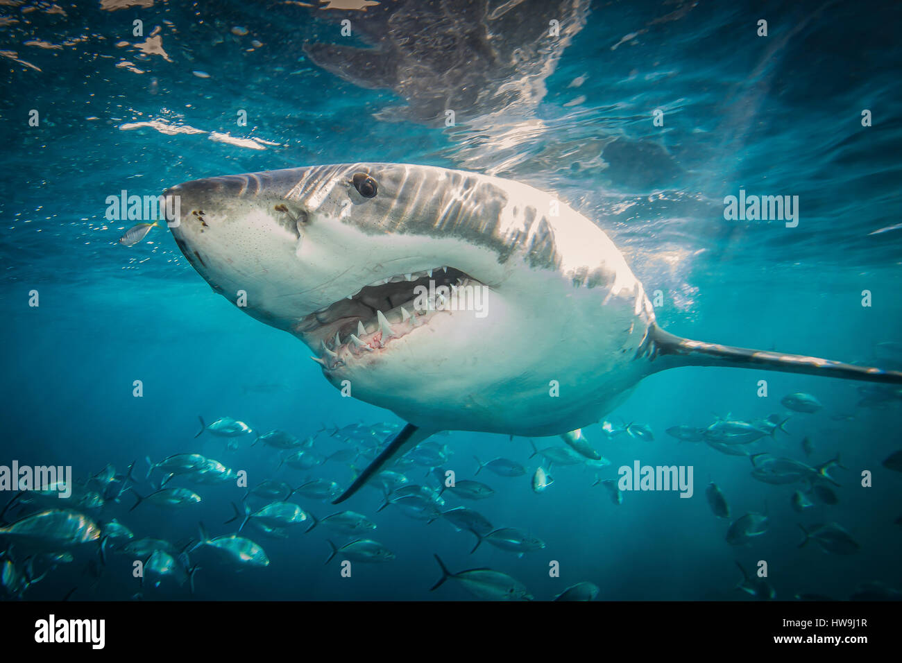 Il grande squalo bianco (Carcharodon carcharias) Foto Stock
