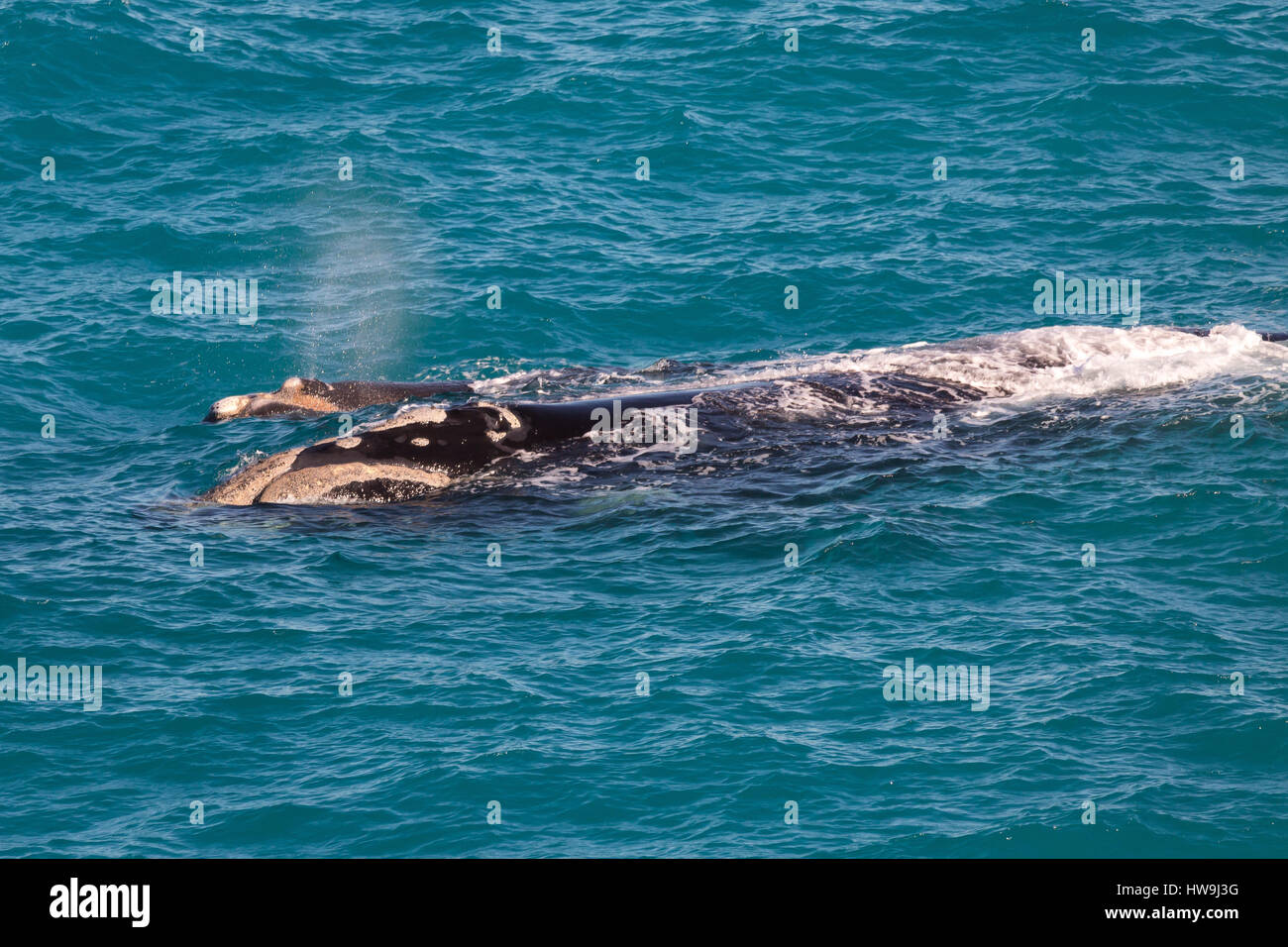 Balena Franca Australe (Eubalaena australis) Foto Stock