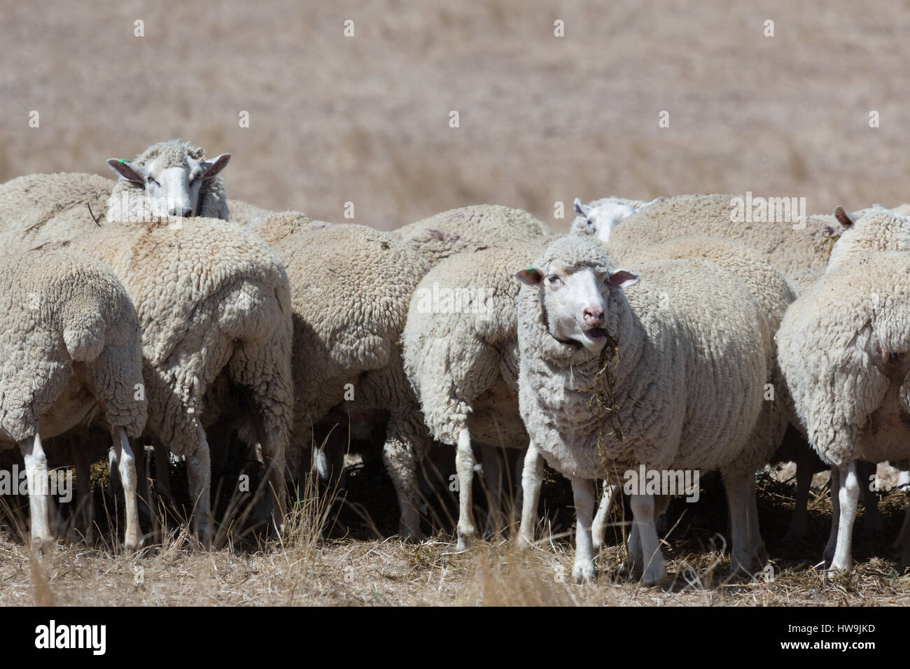 Una fotografia di alcune pecore al pascolo su asciutto Australian farm in Central NSW. Foto Stock