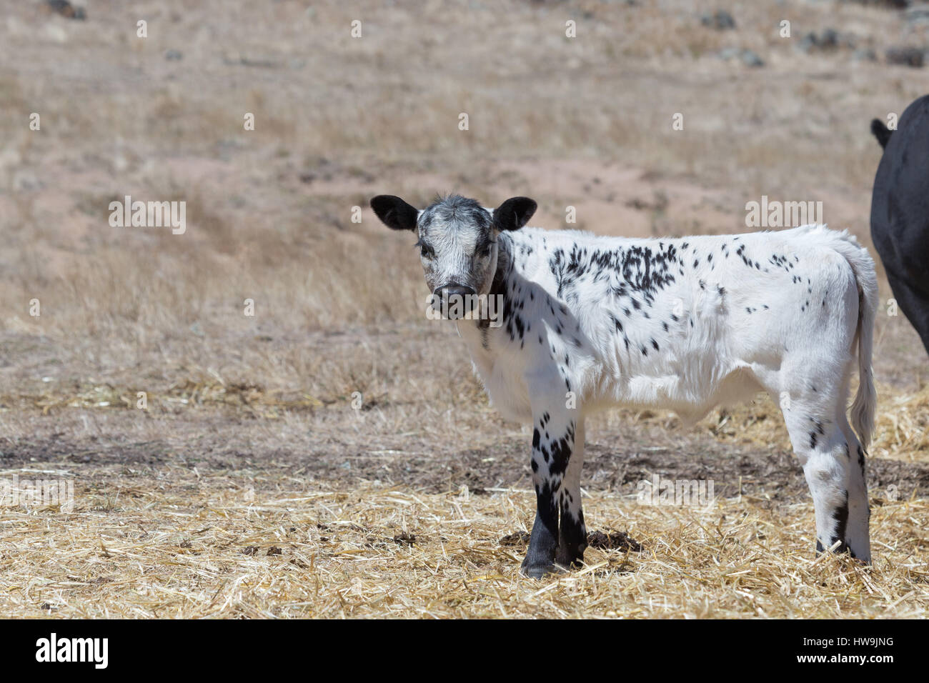 Una fotografia di una macchia di vitello del Parco in una fattoria in central western NSW, Australia. Si tratta di uno dei pochi bovini razze sviluppato in Canada e wa Foto Stock