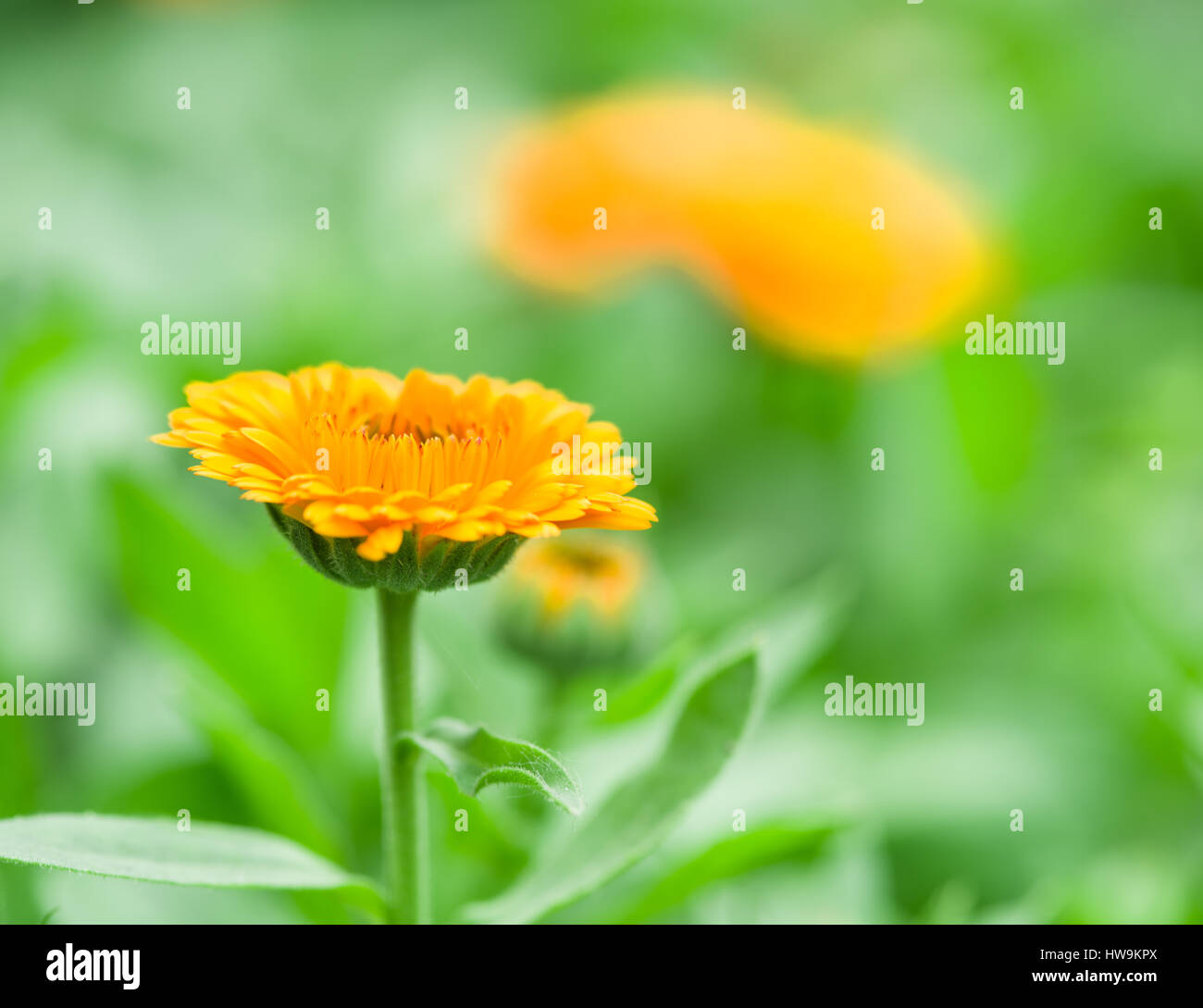 La Calendula o tagete. Sfocata aiuola verde sullo sfondo. Foto Stock