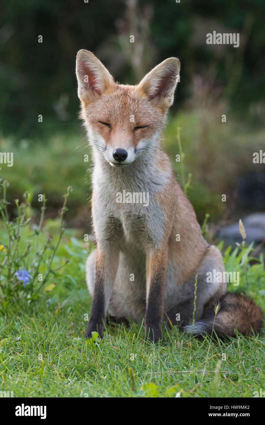 Suburban Red Fox (Vulpes vulpes) rilassante nel giardino suburbano, Hastings, East Sussex, Regno Unito Foto Stock