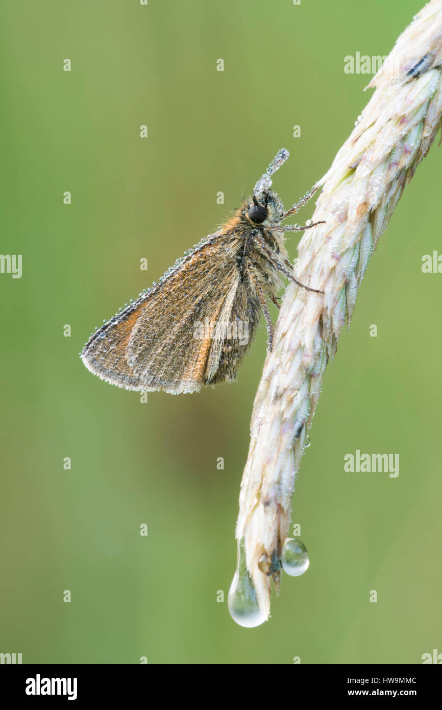 Un piccolo Heath butterfly (Coenonympha pamphilus) rossting sull'erba seme head, coperte di rugiada, Brede alta boschi, East Sussex, Regno Unito Foto Stock
