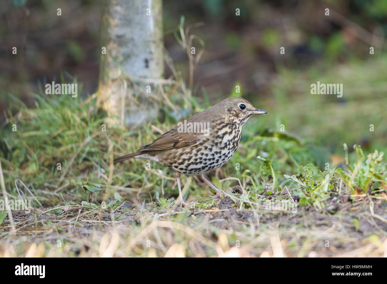 Un tordo bottaccio (Turdus philomelos) alla ricerca di cibo nel giardino suburbano, Hastings, East Sussex, Regno Unito Foto Stock