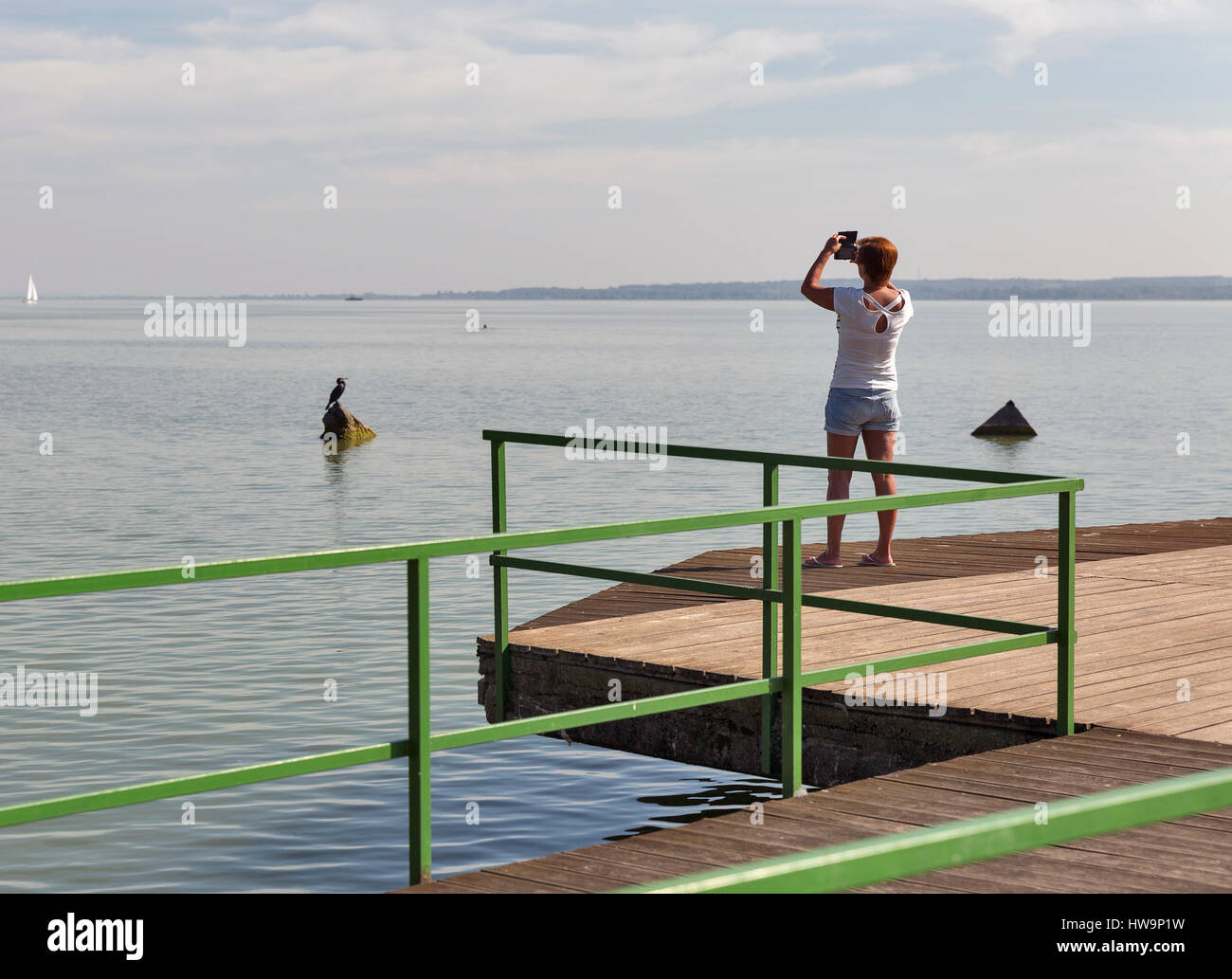 Conciato al bianco donna di mezza età scatta foto di wild black duck sulla pietra con smart phone sul lago Balaton, Keszthely, Ungheria. Foto Stock