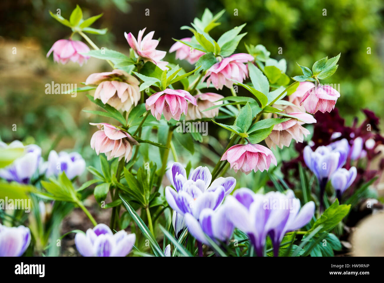 Helleborus orientalis Harvington rosa, crocus, crochi.Colorata primavera confine. Foto Stock