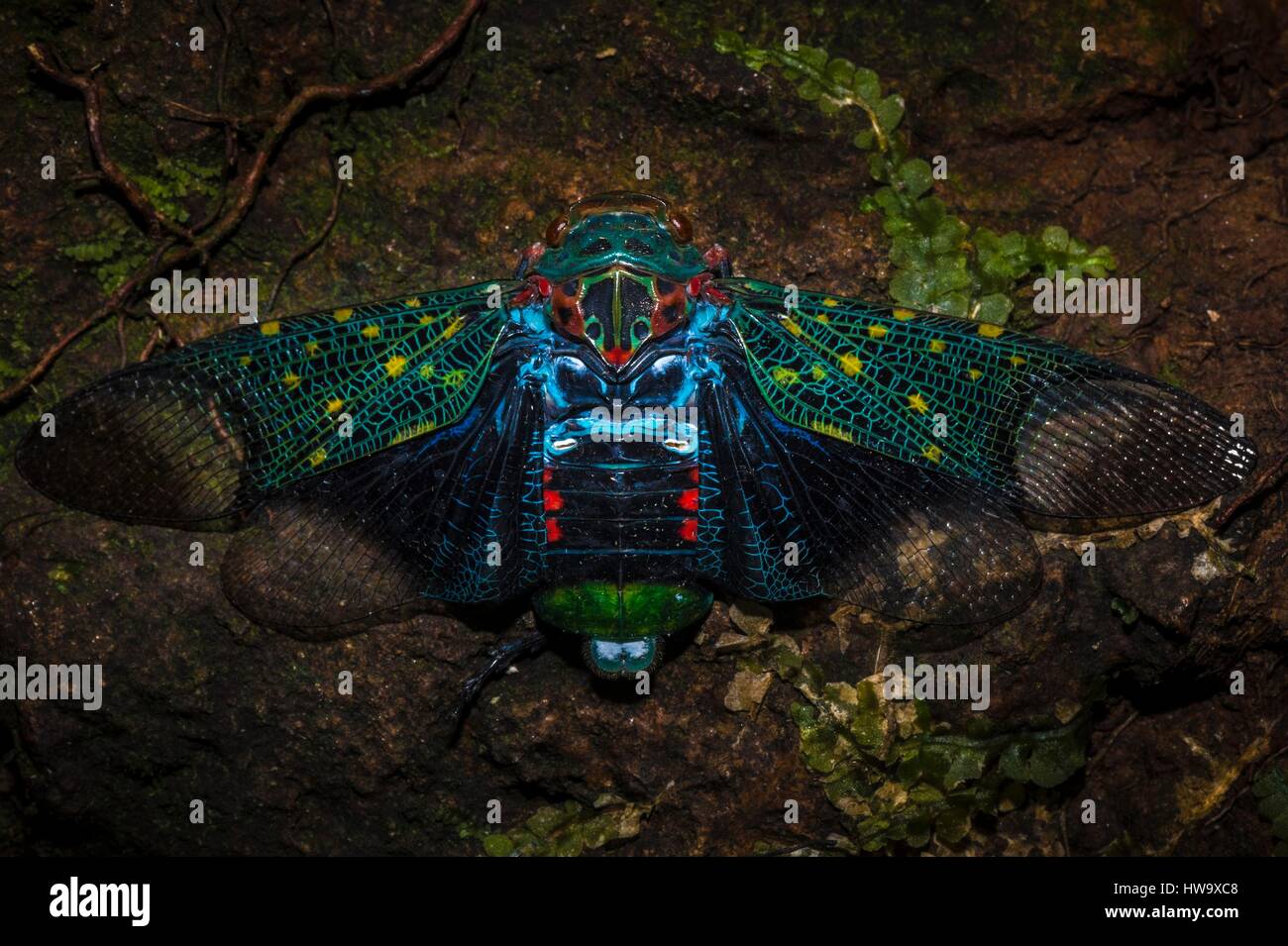 Francia, Guyana Guyana Francese Parco amazzonico, area cardiaca, Mount Itoupe, durante la stagione delle piogge, planthopper (Fulgoridae) sulla lettiera del sottobosco Foto Stock