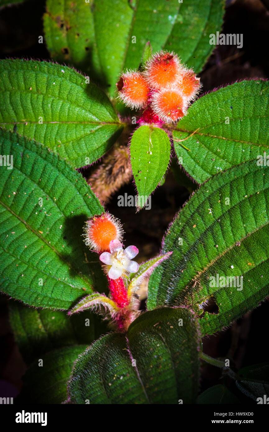 Francia, Guyana Guyana Francese Parco amazzonico, area cardiaca, Mount Itoupe, durante la stagione delle piogge, spingendo bromeliaceae terreno nei giardini del diavolo radure nominato da colonie di aprire nelle radure formiche Foto Stock