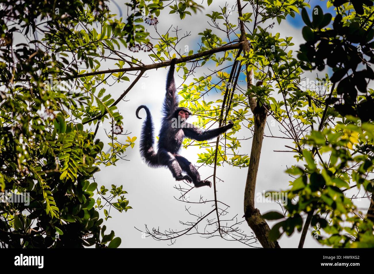 Francia, Guyana Guyana Francese Parco amazzonico, area cardiaca, Camopi, spider monkey faccia rossa (Ateles paniscus) nella tettoia sul Monte Itoupe (830 m), il secondo vertice della Guyana, la gamma della montagna di montagne tabella che presenta particolare ecosyste Foto Stock