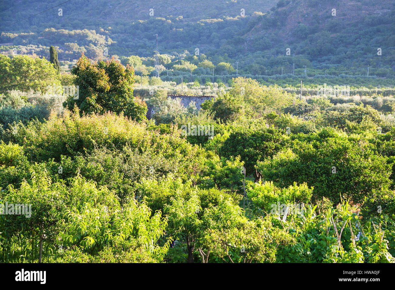 Turismo agricolo in Italia - paesaggio rurale con frutteto verde in Sicilia Foto Stock