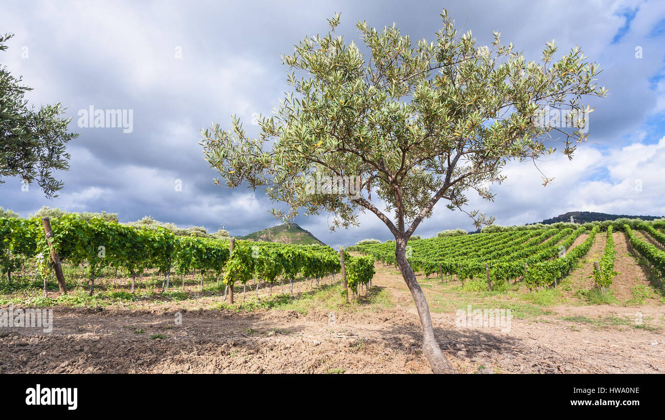 Turismo agricolo in Italia - albero di olivo nella parte anteriore dei vigneti nella regione dell'Etna in Sicilia Foto Stock