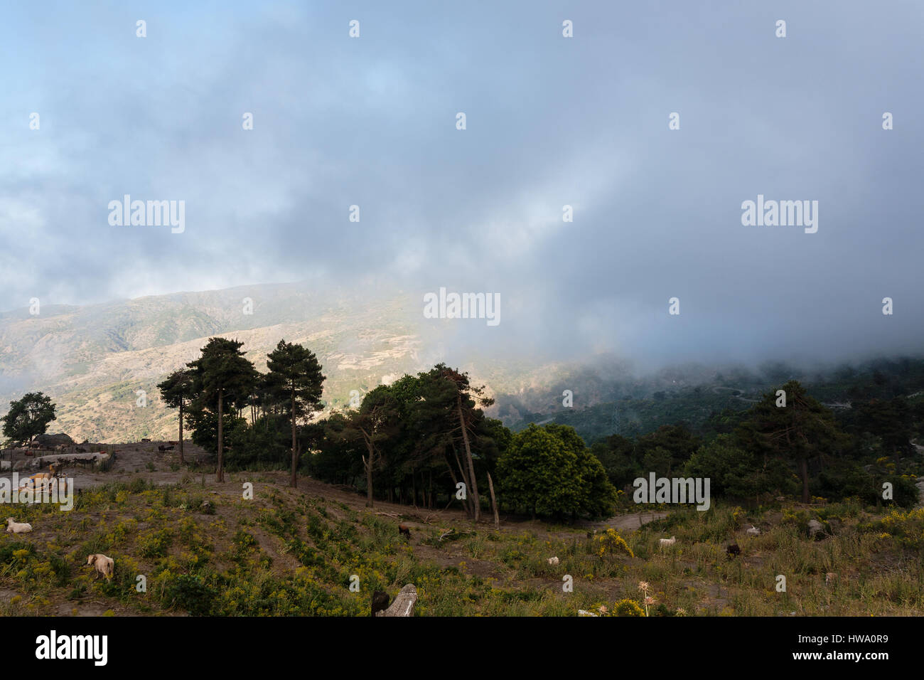 Viaggiare in Italia - pascoli di montagna sopra le nuvole vicino alla città di Novara di Sicilia sui Monti Nebrodi in Etna regione Sicilia Foto Stock